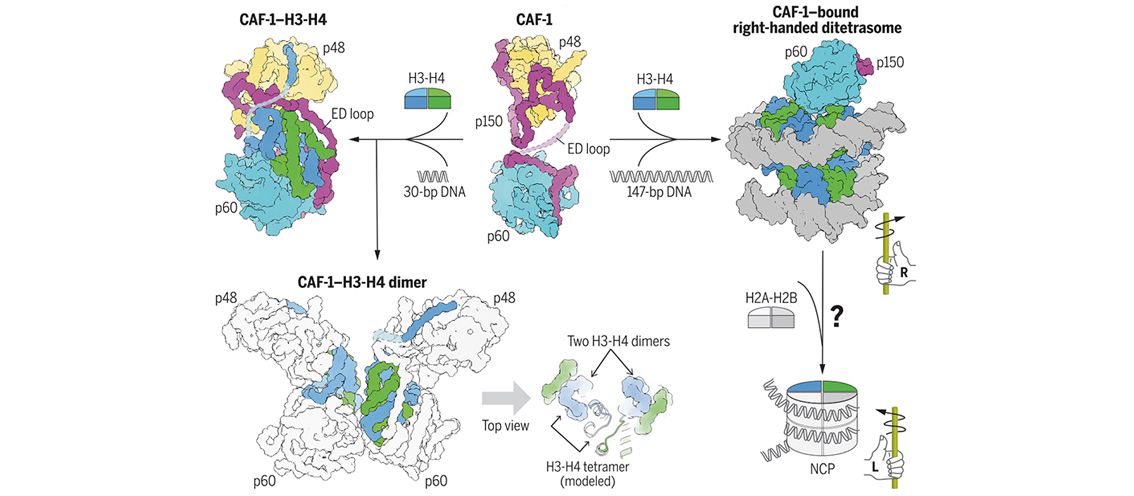 New Insights into Chromatin Assembly