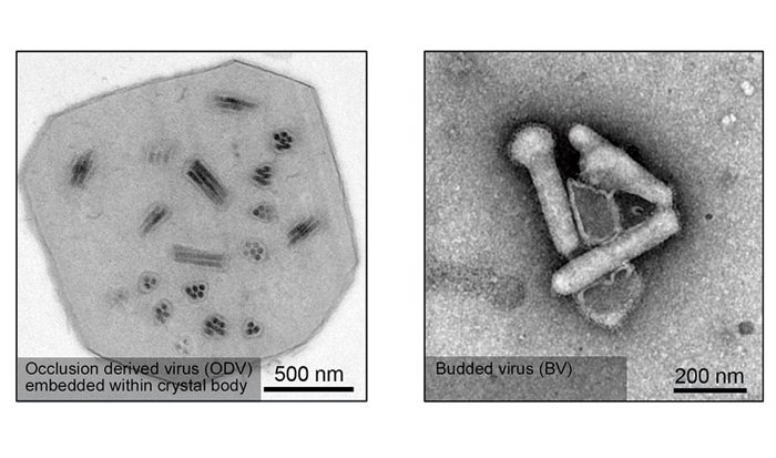 Roadblock to Mammalian Cell Entry of Baculovirus