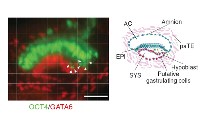 Monkey Embryos Grown in Dishes Open a New Window on Human Embryonic Development