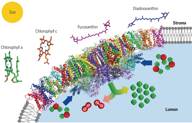 til eksil jul elskerinde Unlocking the Structure and Function of Light-harvesting Complexes in  Algae----Bulletin of the Chinese Academy of Sciences