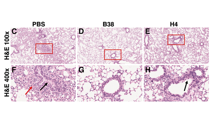 Neutralizing Antibodies Block COVID-19 Virus Binding to Its Receptor ACE2