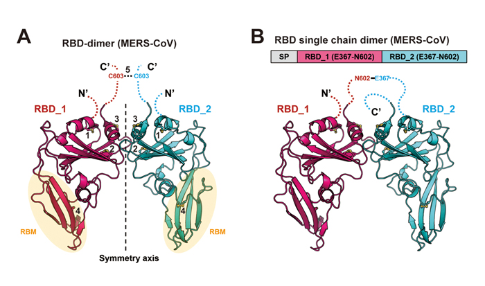 Targeting COVID-19, MERS, and SARS with a Universal Vaccine Strategy