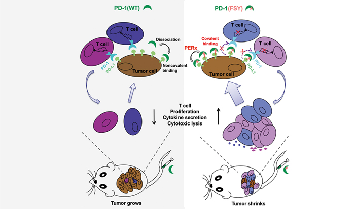 Engineering Native Proteins into Covalent Drugs