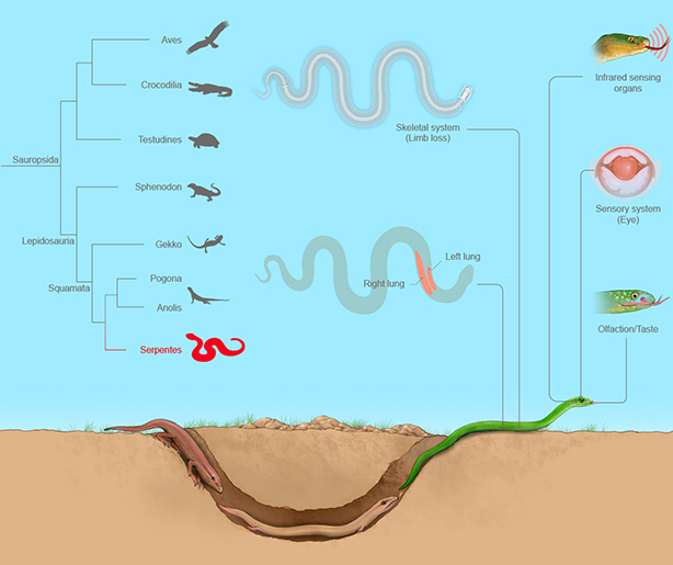 New Snake Genome Study Sheds Light on Limb Loss and Sensory Superpowers