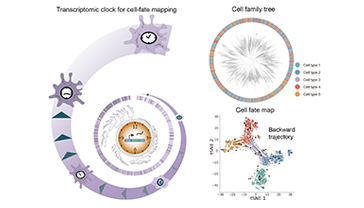 Mapping Cellular Journeys with PhyloVelo