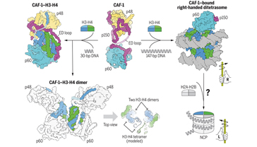 New Insights into Chromatin Assembly