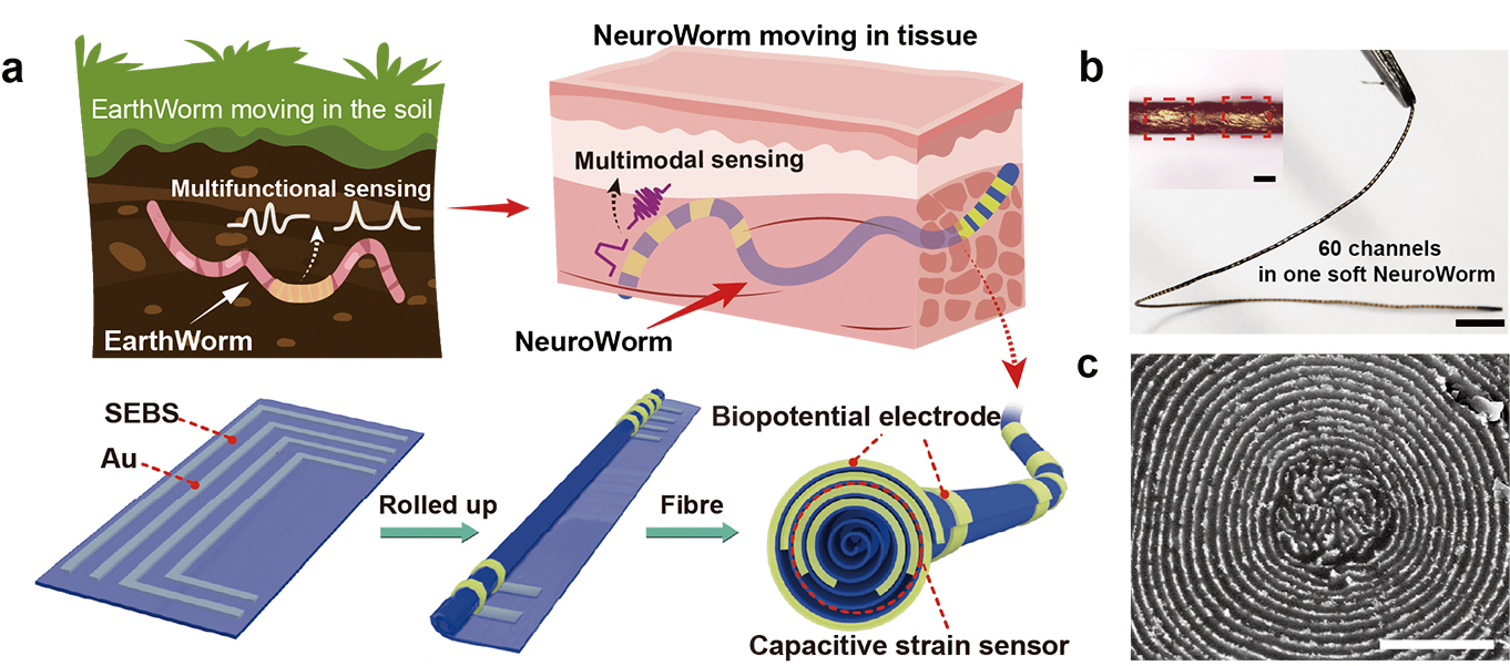 <p>An Earthworm-inspired Brain Probe</p>