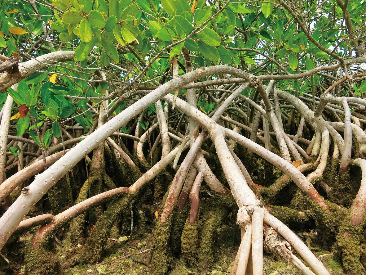 <p>Mangrove Trees also Release Climate-Warming Methane</p>