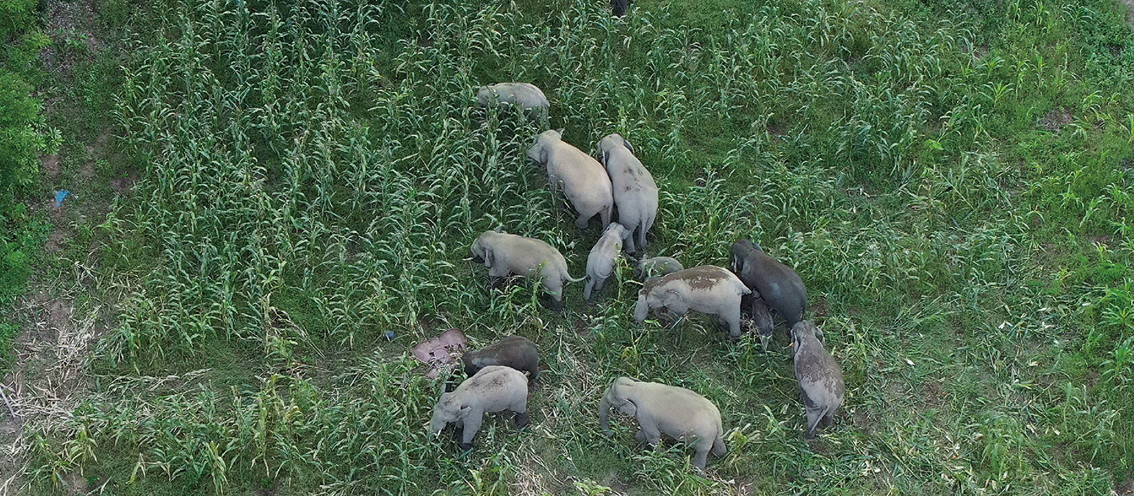 Elephant Early-warning&nbsp;System in China: Leveraging Information Superiority to&nbsp;Mitigate Human-elephant Conflict