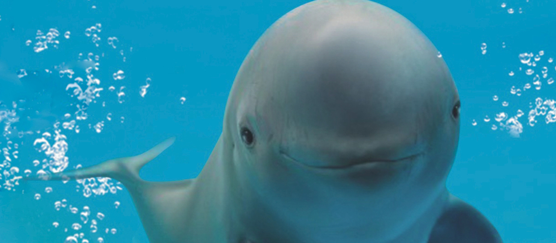 The Establishment and Management of Nature Reserves: Crucial Support for the&nbsp;Recovery of the Yangtze Finless Porpoise Population