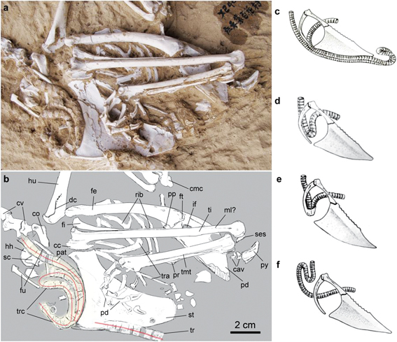 Song from The Distant Past: A New Fossil Pheasant from China Preserves A Super-Elongated Windpipe