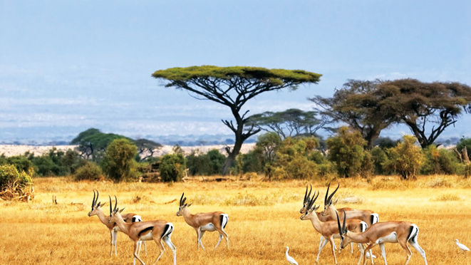 Precipitation Decline Significantly Reduces Productivity of Savannas