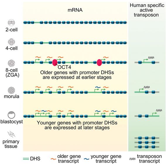 Scientists Unravel the Mysteries of Human Embryogenesis and Evolution