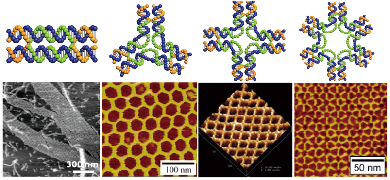 DNA Origami: Folding DNA into Shape and Function