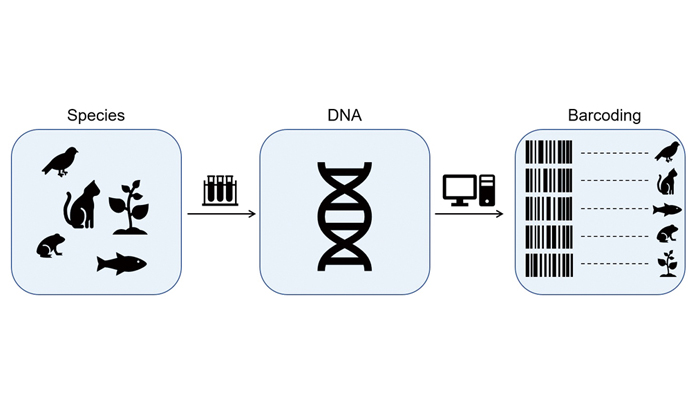 Environmental DNA Metabarcoding: A Novel Method for Biodiversity Monitoring and More