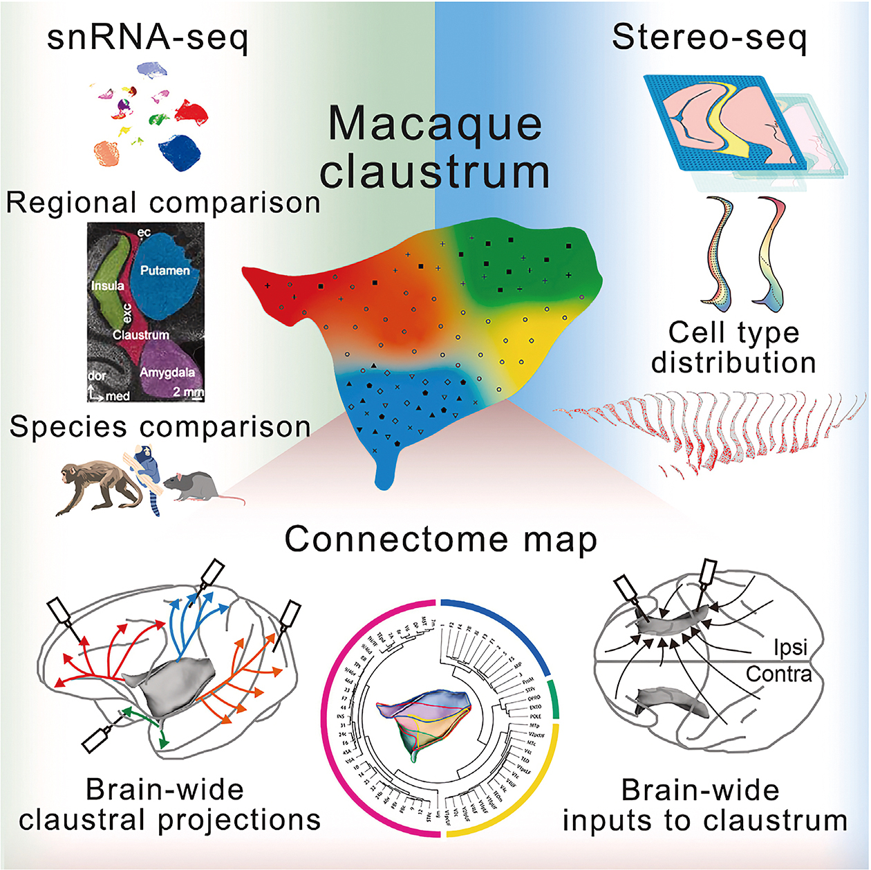 Mapping Life: From the Whispers of a Cell to the Symphony of an Organ
