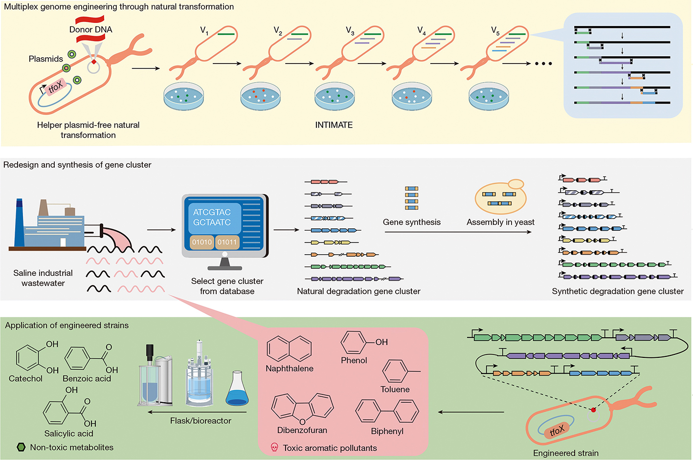 Designing Microbes to Decompose Industrial Wastes