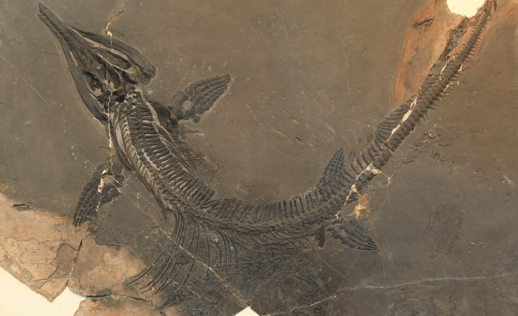 Fossil from Southwestern China Reveals Fecund Viviparity in Triassic Ichthyosaur