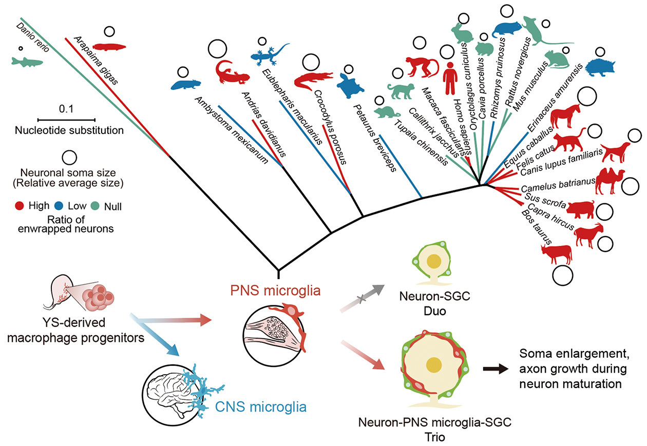 Beyond the Brain: Discovering Peripheral Microglia
