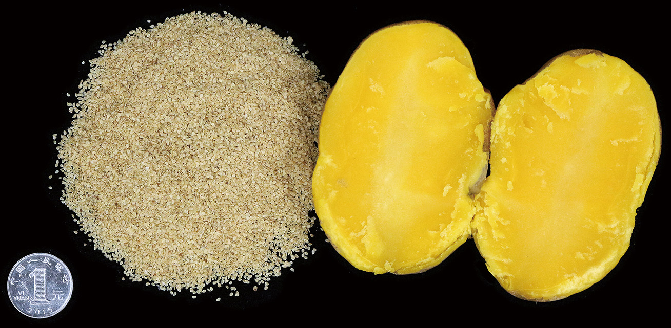 Rewriting Potato’s Evolutionary Destiny through Genome Design